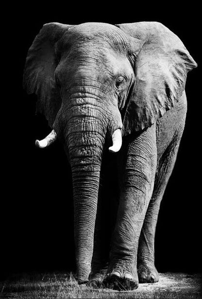 Poster | Afrikansk Elefant - Olika modeller/storlekar
