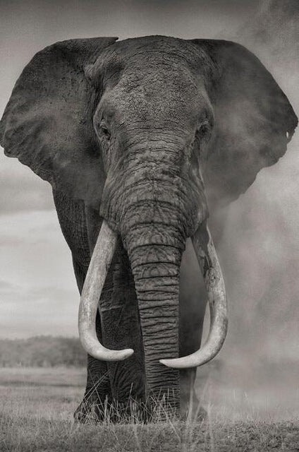 Poster | Afrikansk Elefant - Olika modeller/storlekar